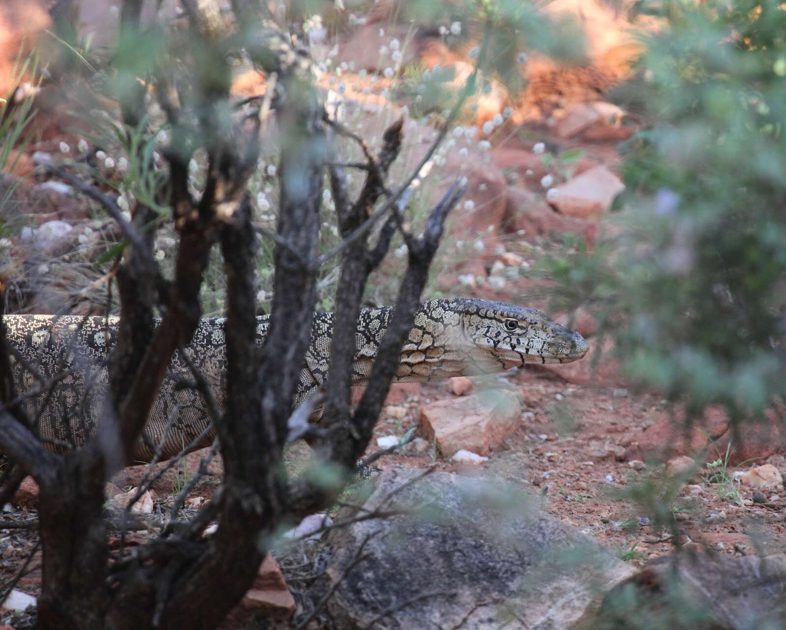 Image of Perentie