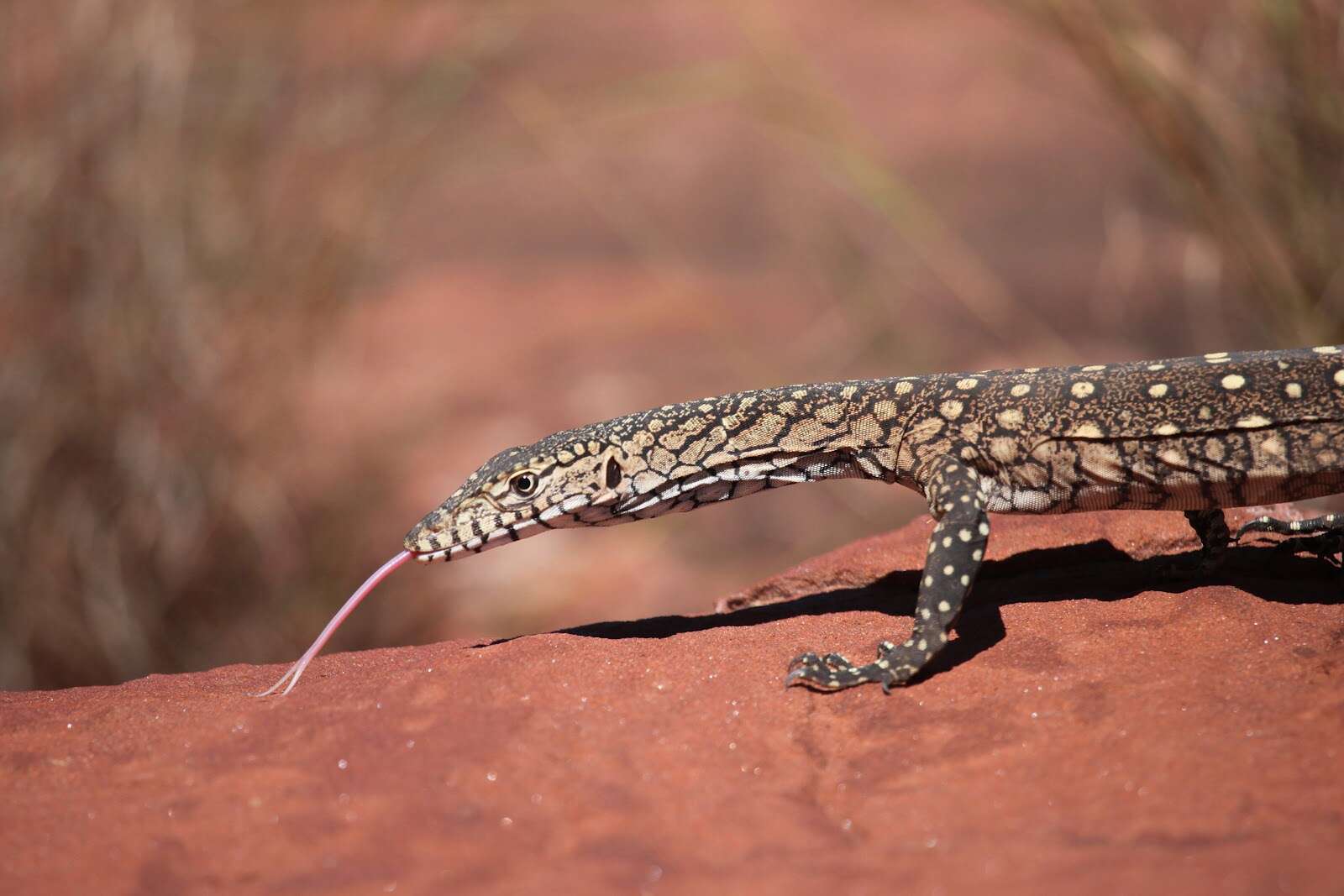 Image of Perentie