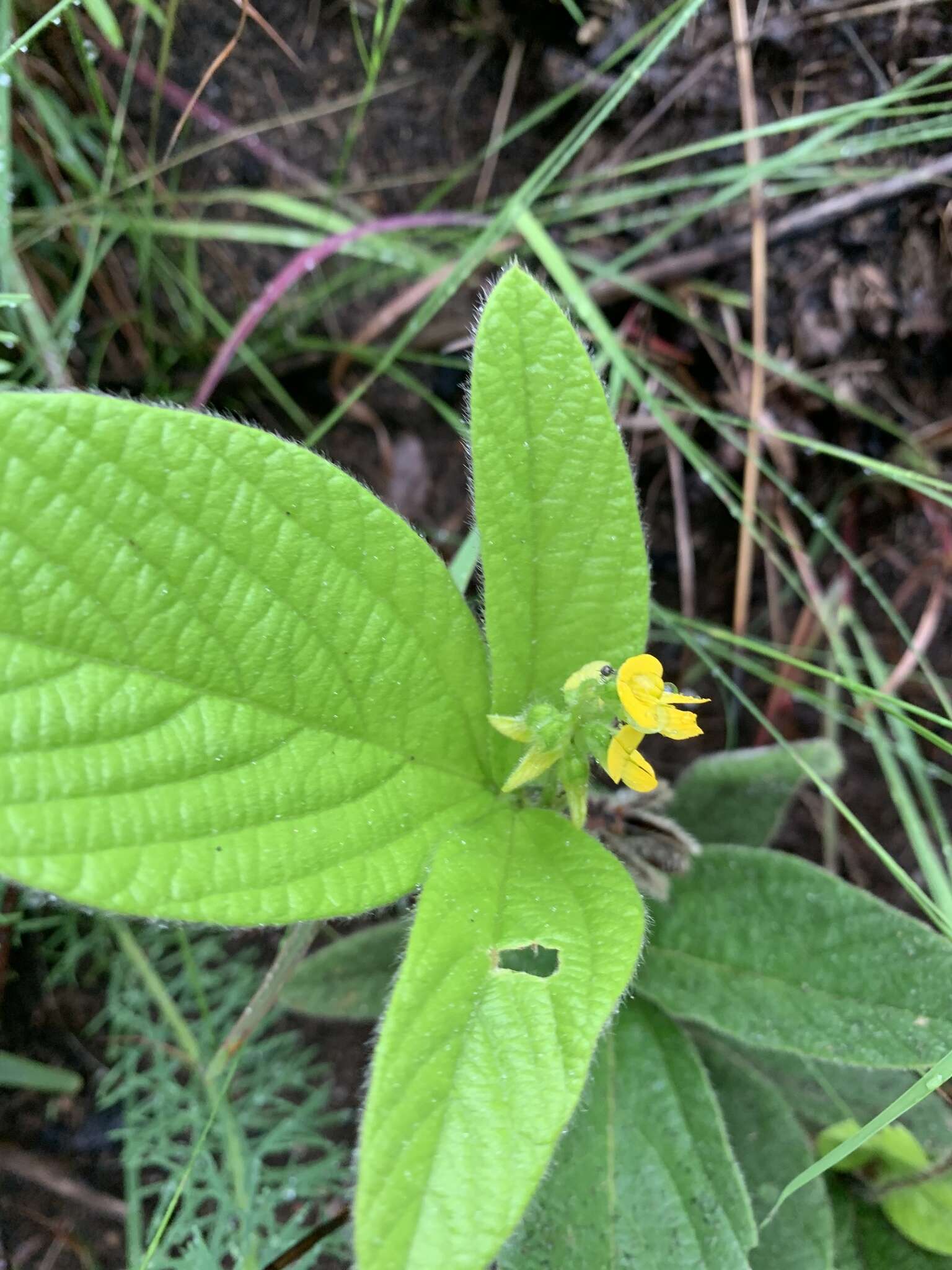 Image of Eriosema ellipticifolium Schinz