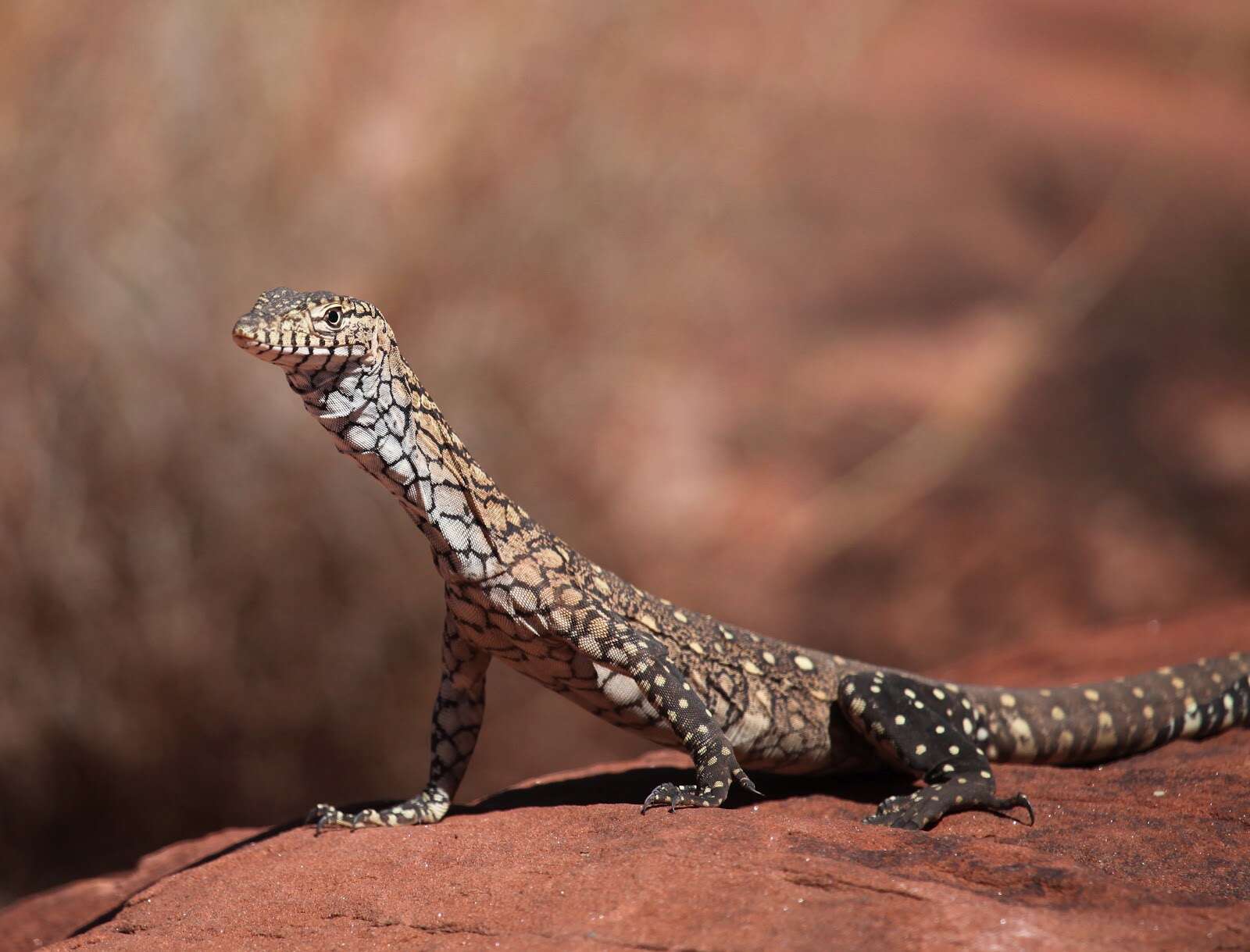 Image of Perentie