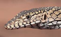 Image of Perentie