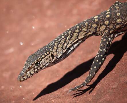 Image of Perentie