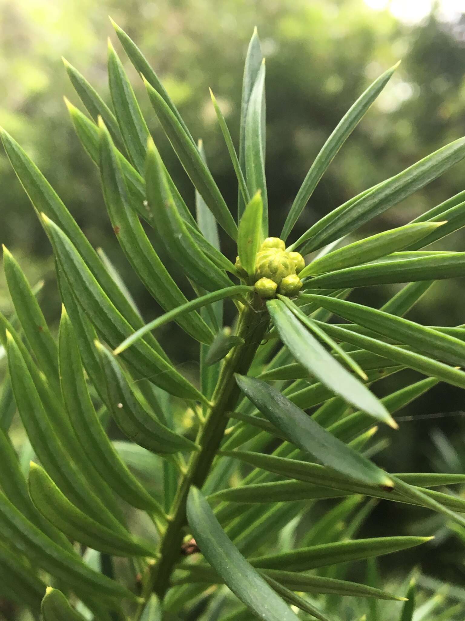 Imagem de Podocarpus glomeratus D. Don