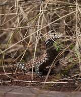 Image of Perentie