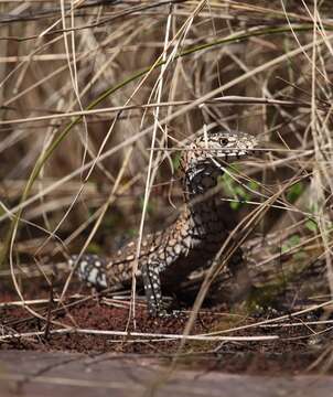 Image of Perentie