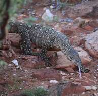 Imagem de Varanus giganteus (Gray 1845)