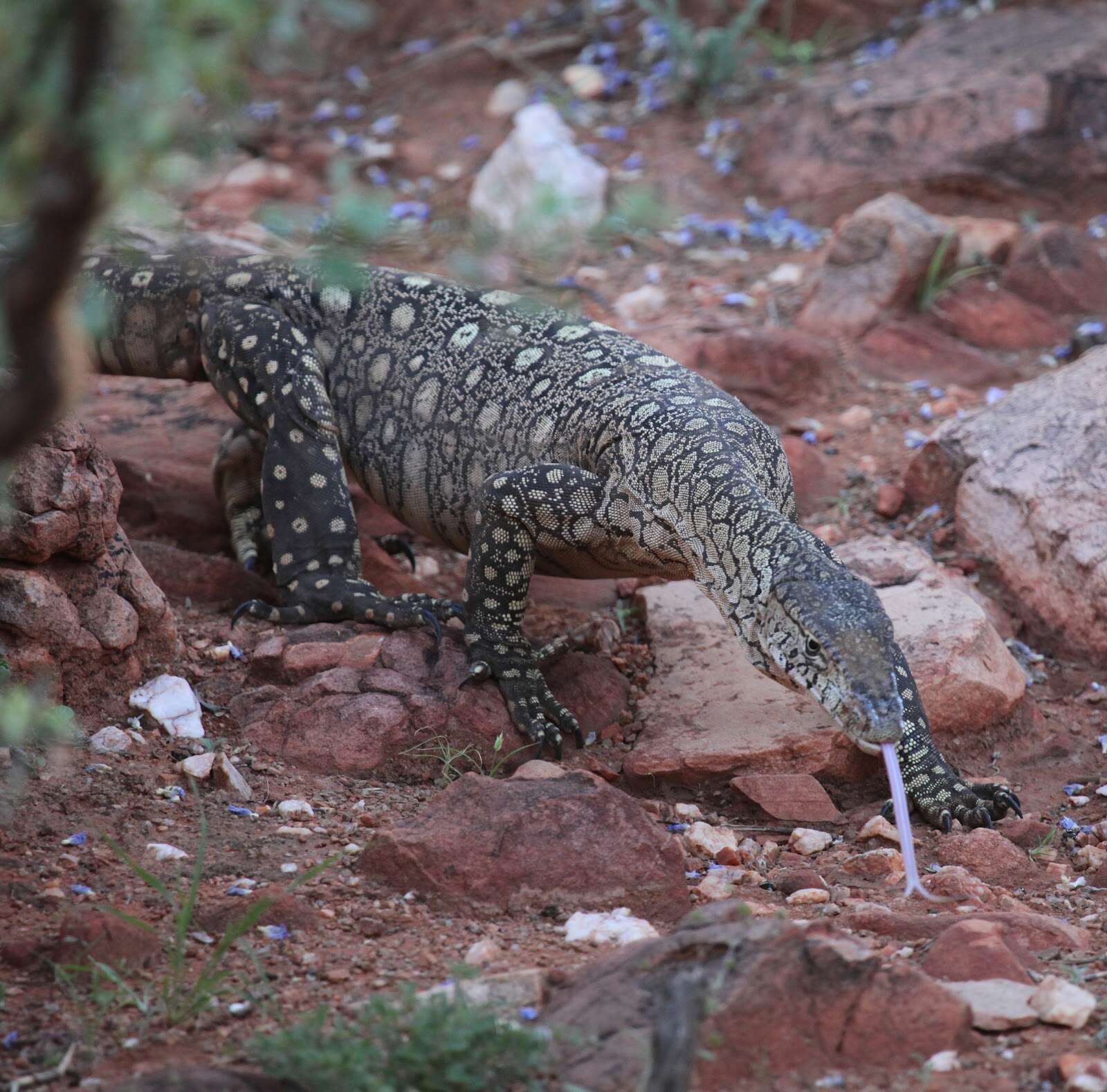 Image of Perentie