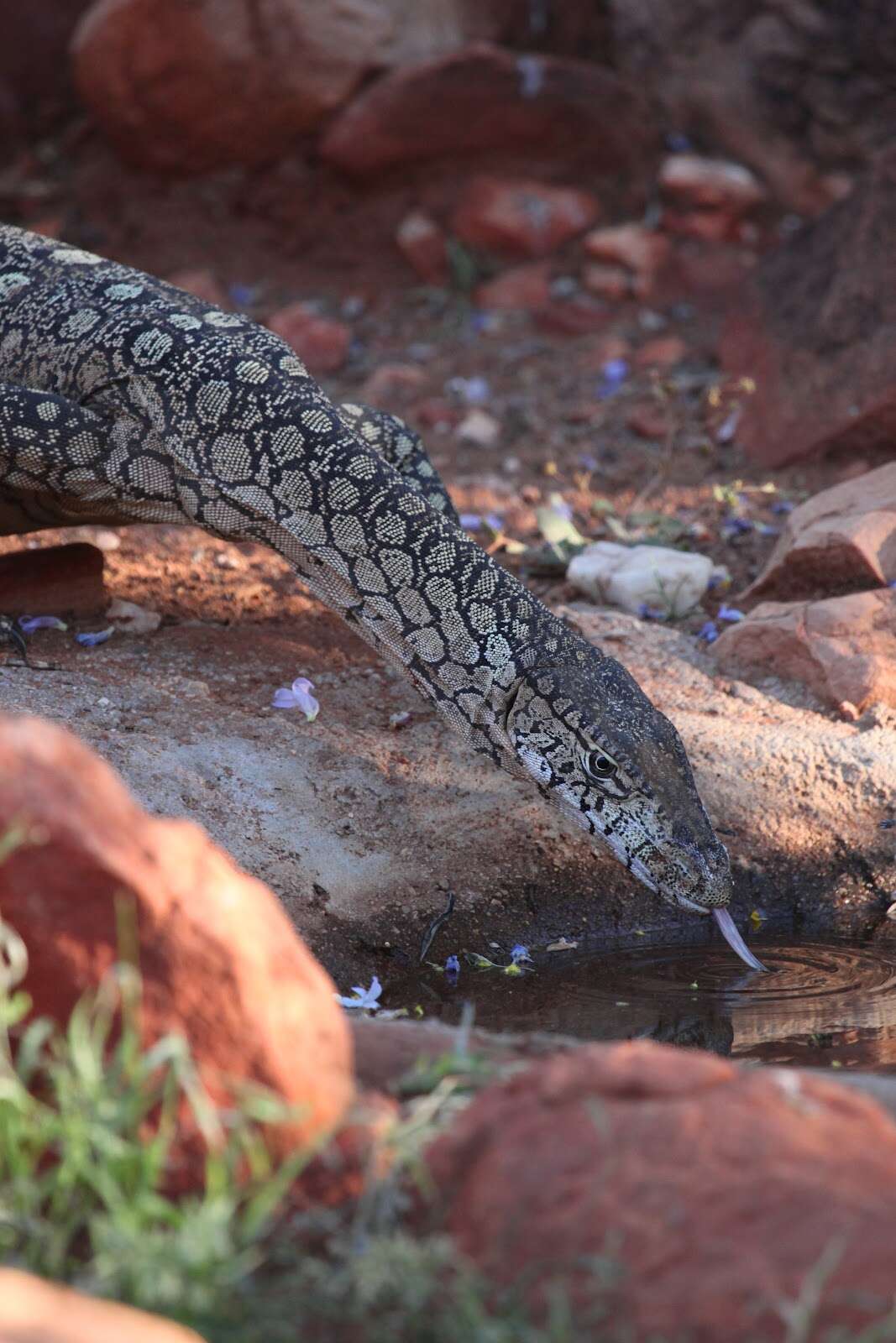 Image of Perentie