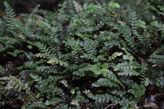 Image of Austroblechnum corralense (Espinosa) Gasper & V. A. O. Dittrich