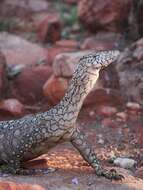 Image of Perentie