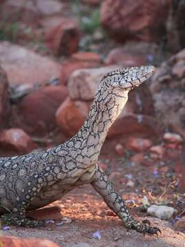 Image of Perentie