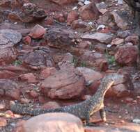 Image of Perentie