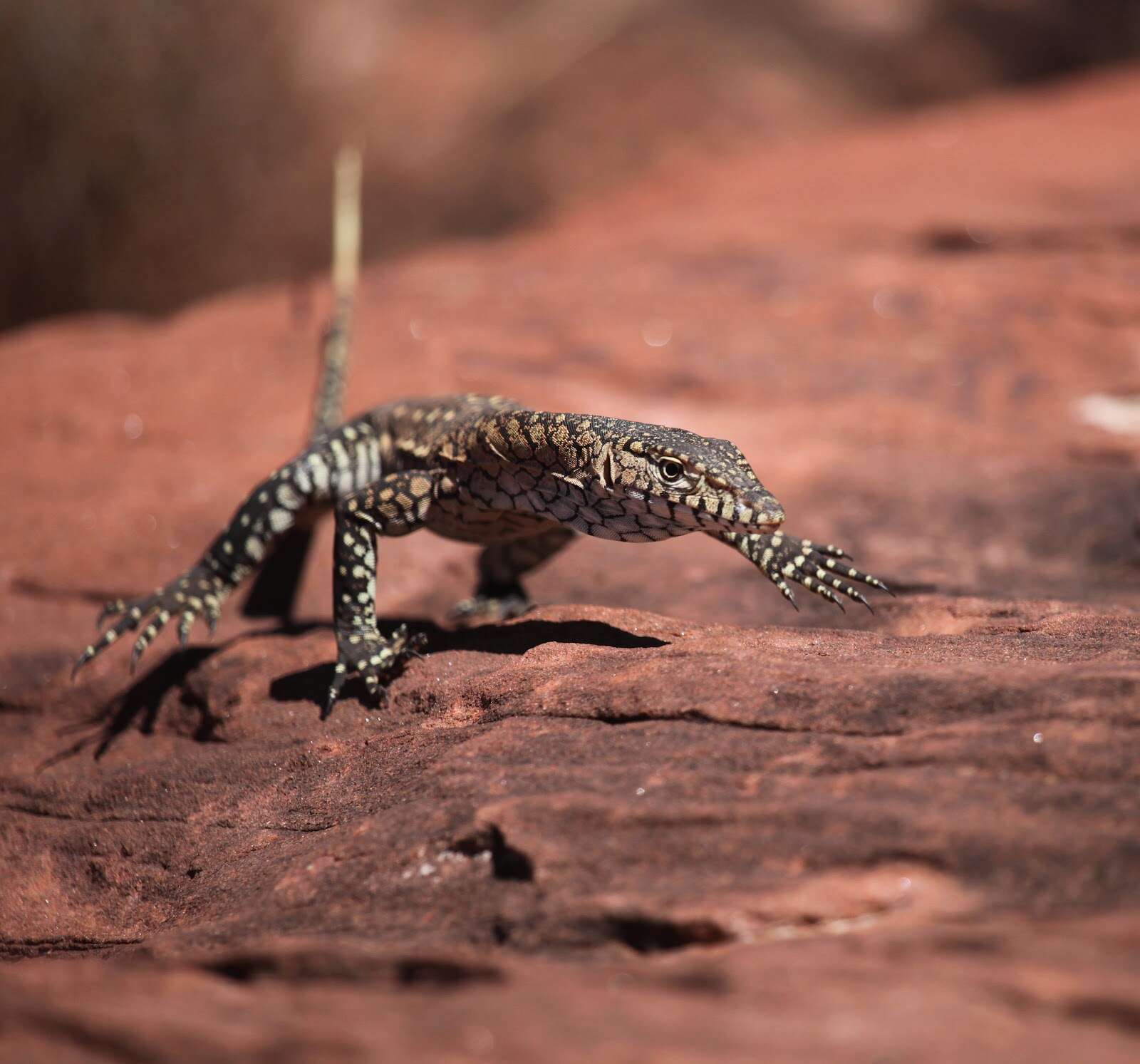 Image of Perentie