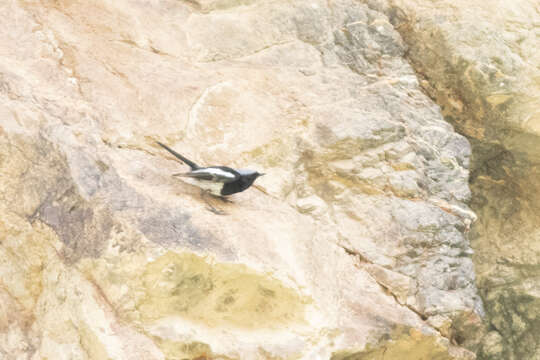 Image of Blue-capped Redstart