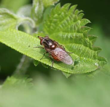 Image of Rhingia campestris Meigen 1822