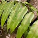 Image of swamp vine fern