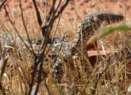 Image of Perentie