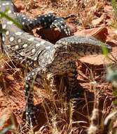 Image of Perentie