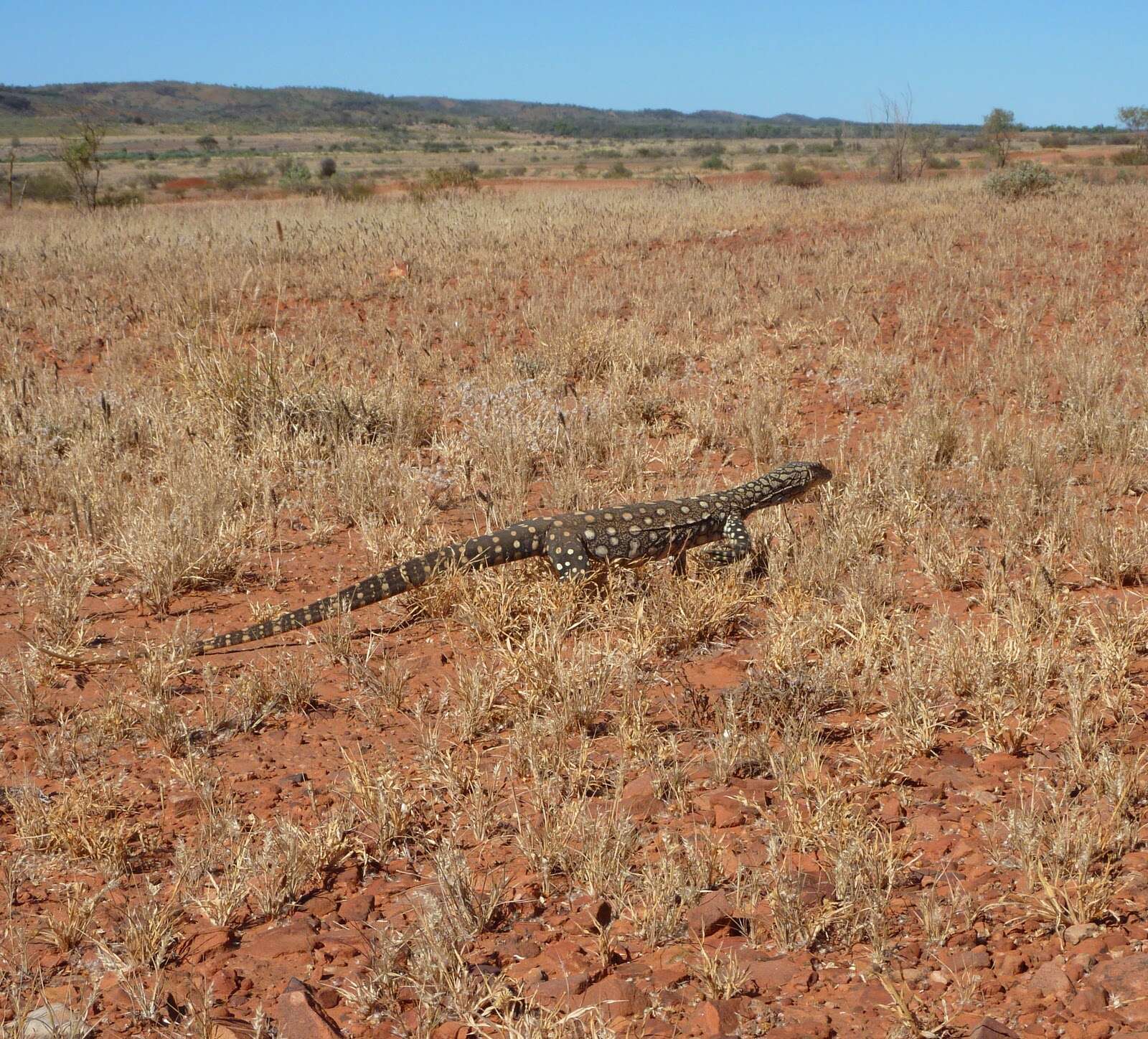 Imagem de Varanus giganteus (Gray 1845)