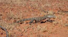 Image of Perentie