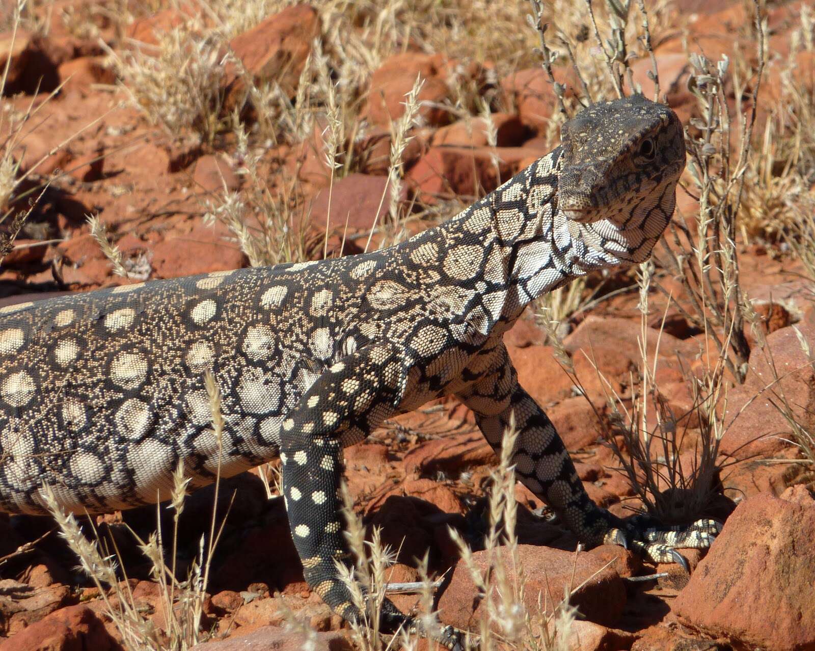 Image of Perentie