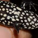 Image of Masako fishing frog