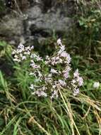 Image de Valeriana stolonifera subsp. angustifolia