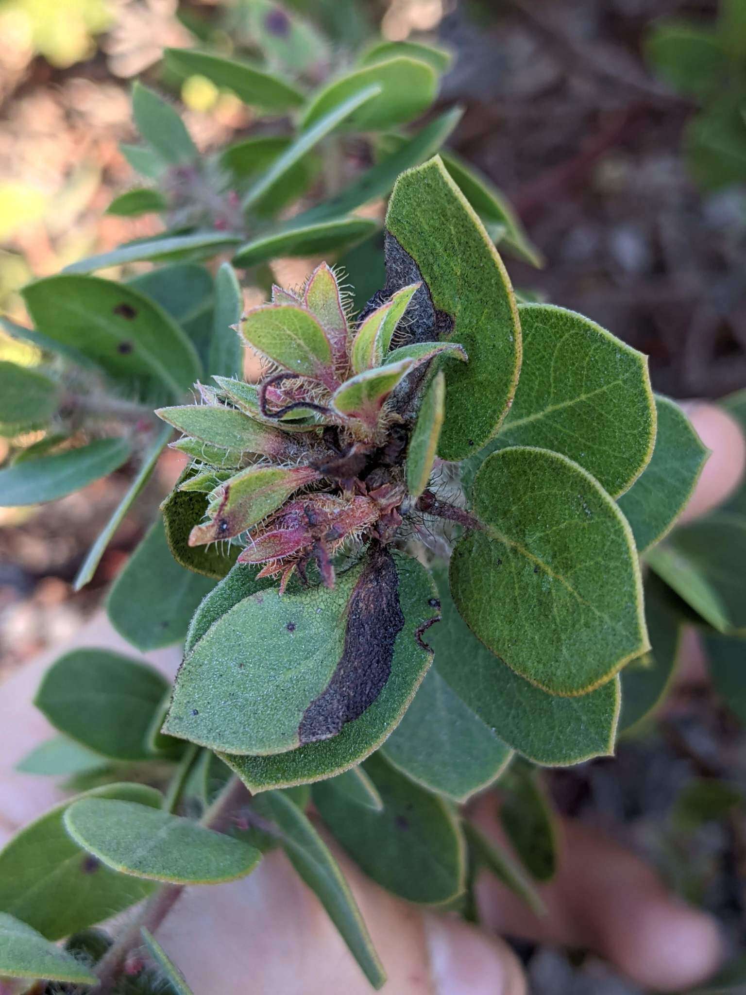 Image of Arctostaphylos purissima subsp. purissima