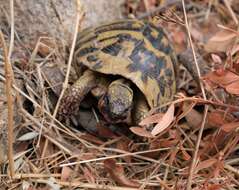 Image of Western Hermann's Tortoise