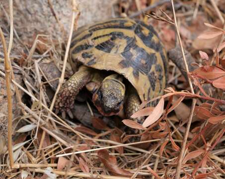 صورة Testudo hermanni hermanni Gmelin 1789