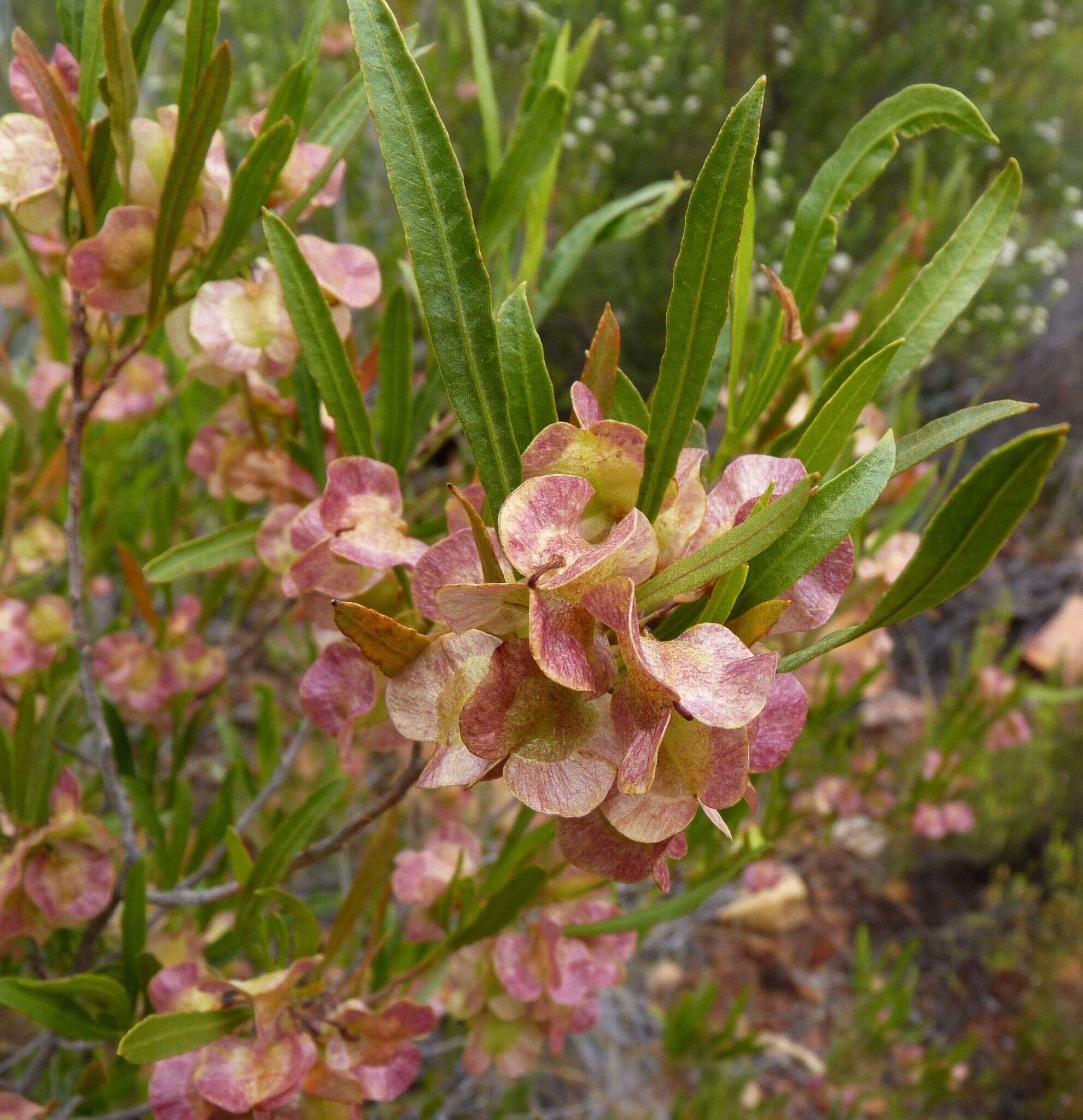 Image de Dodonaea viscosa subsp. angustifolia (L. fil.) J. G. West