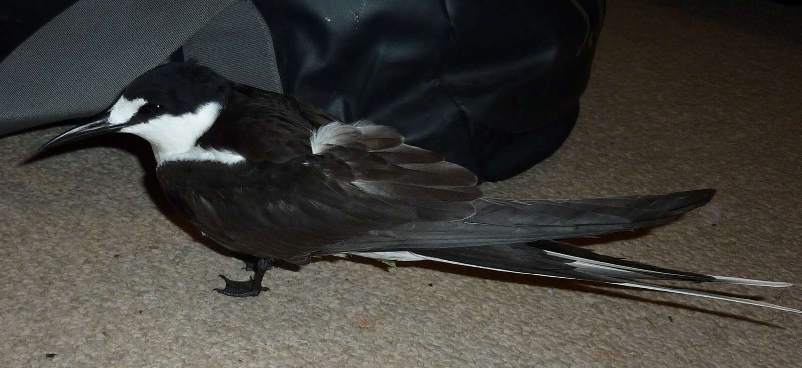 Image of Sooty Tern