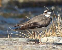 Image of Long-billed Plover