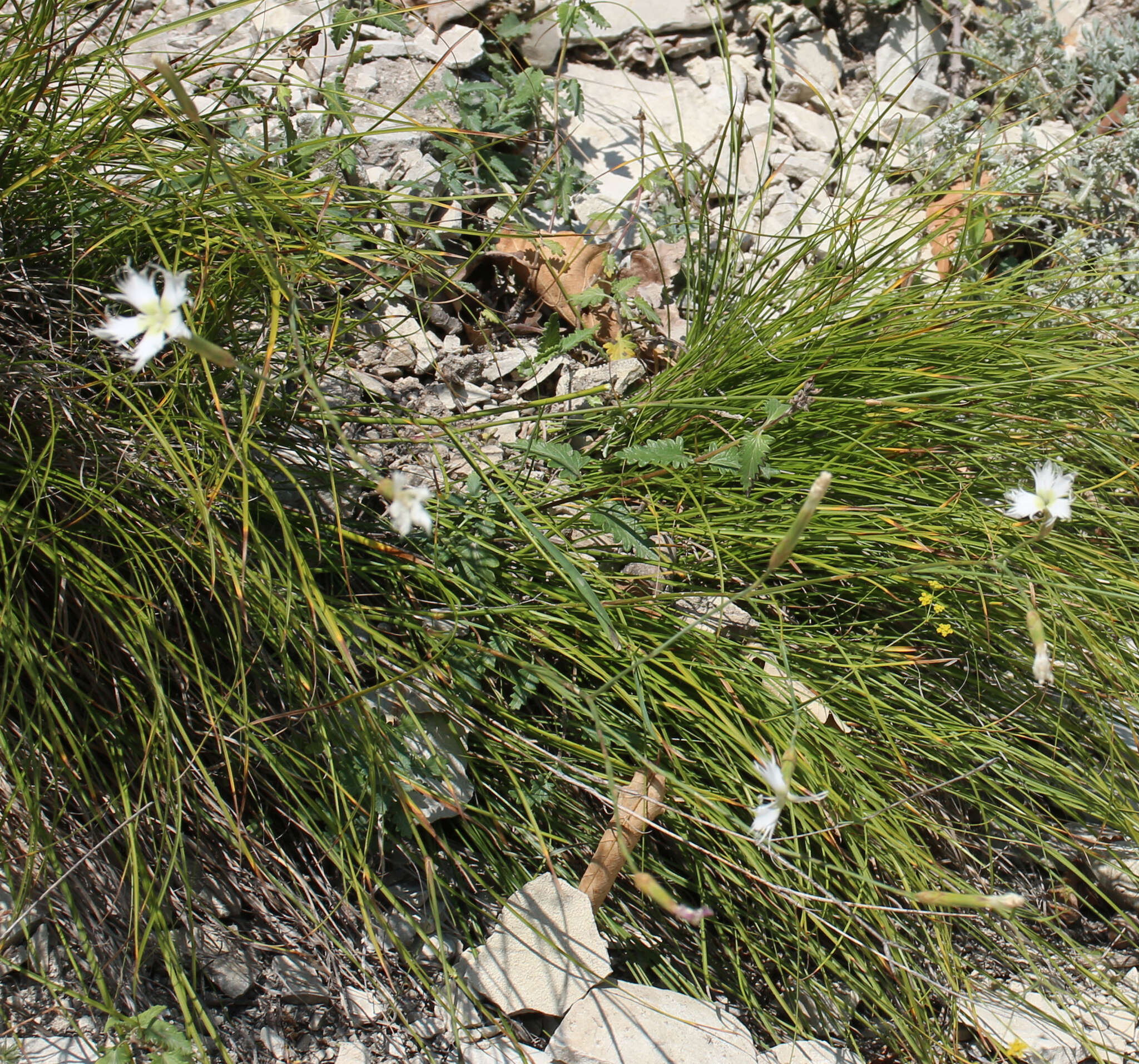 Image of Dianthus awaricus Charadze