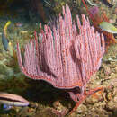 Image of Red whip coral