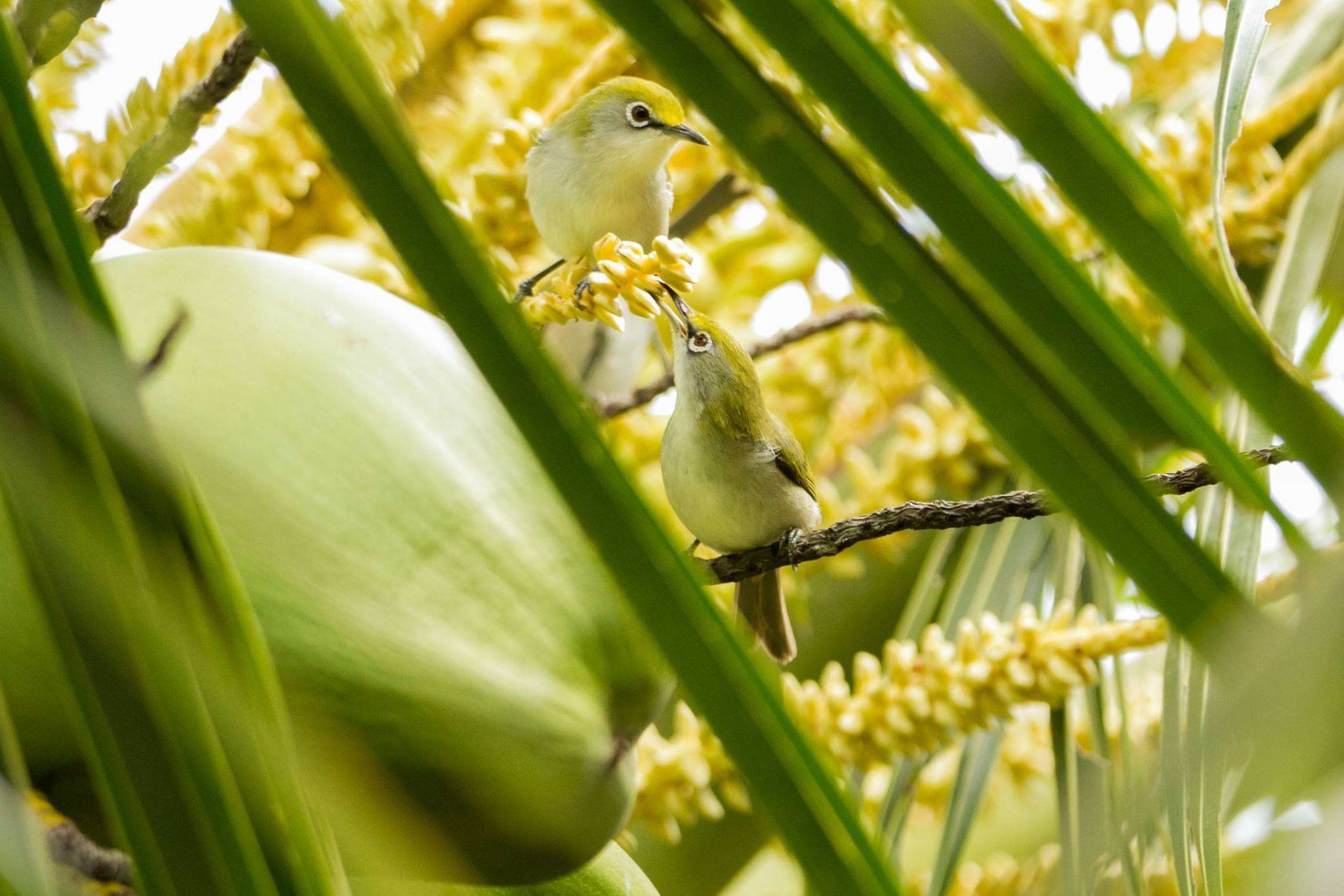 Image of Christmas Island White-eye