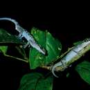 Image of Miri Bent-toed Gecko