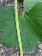 Image of Alchemilla baltica Sam. ex Juz.