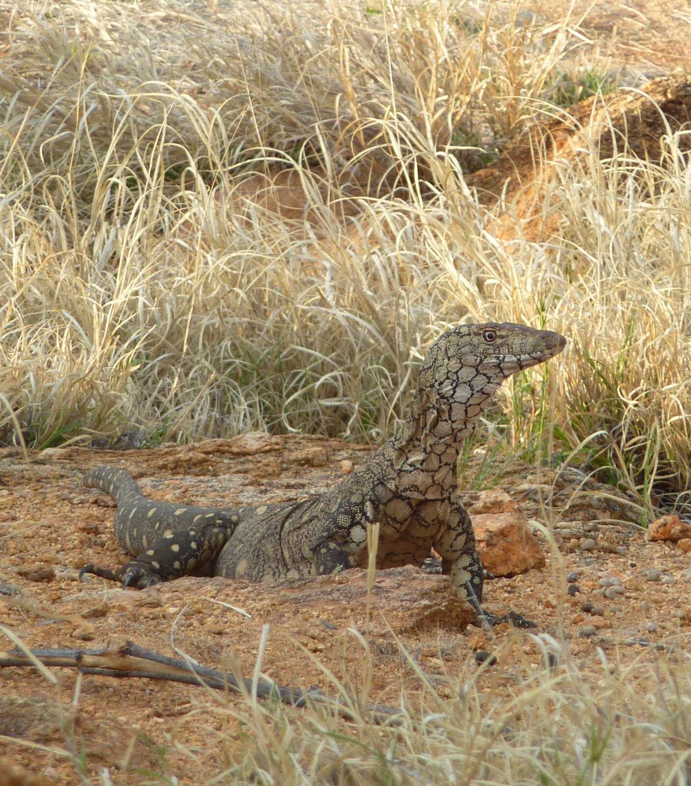 Image of Perentie