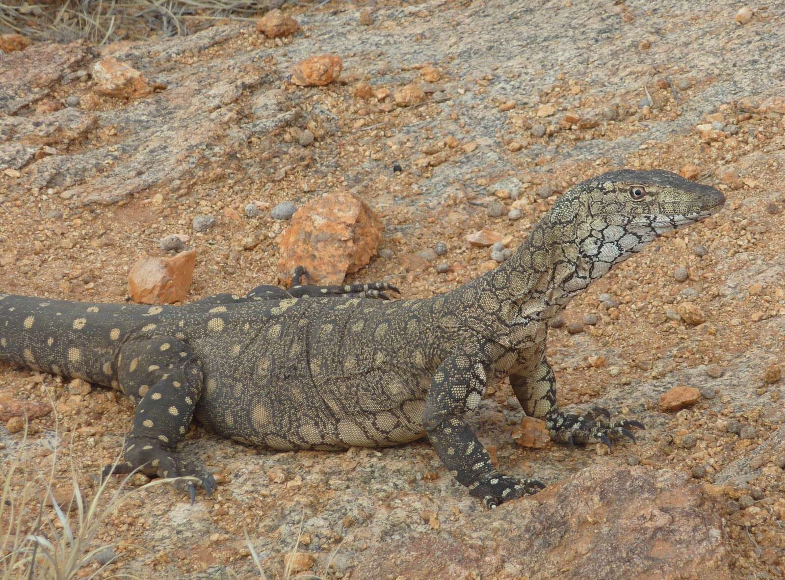 Imagem de Varanus giganteus (Gray 1845)