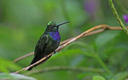 Image of Napo Sabrewing