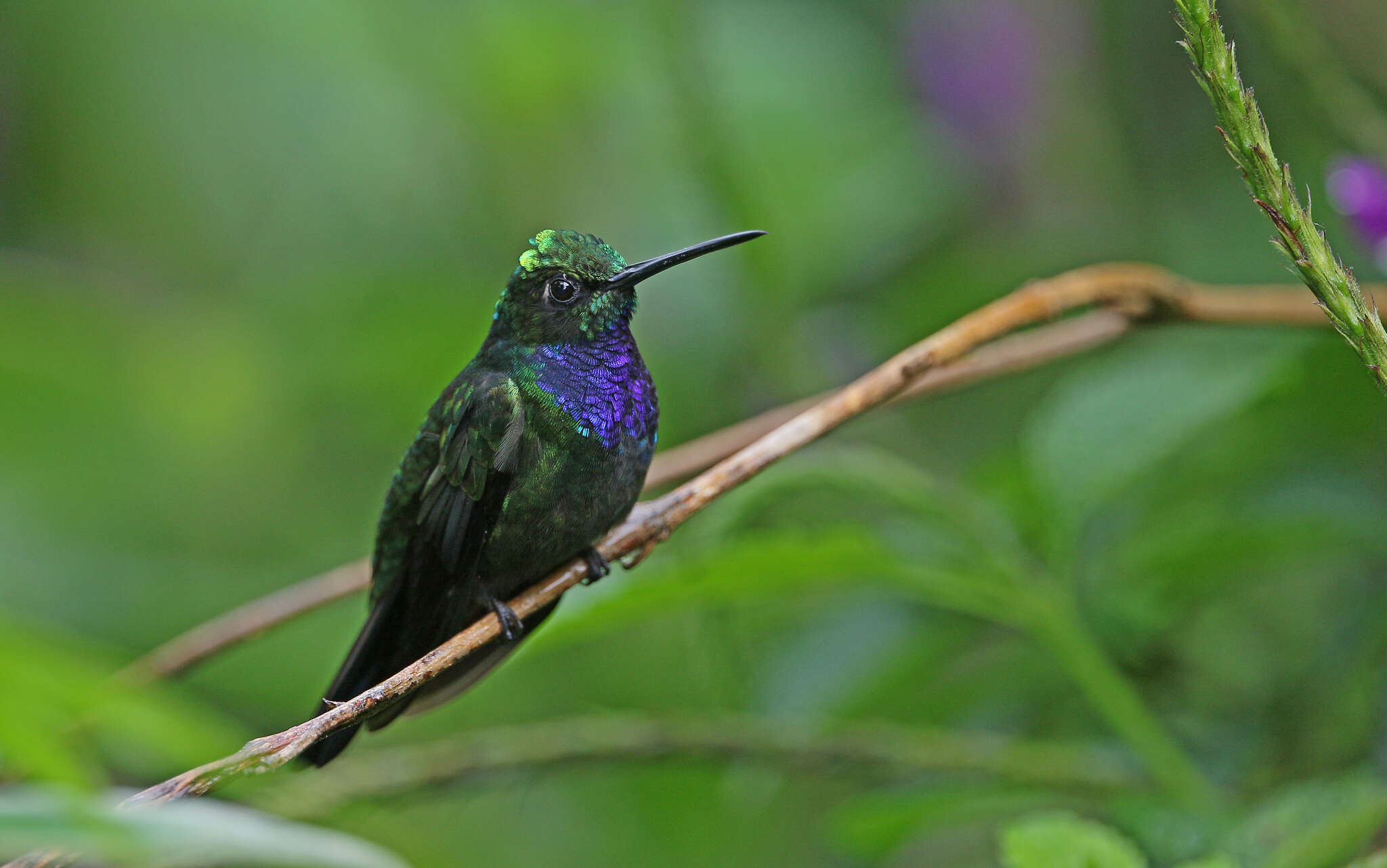 Campylopterus villaviscensio (Bourcier 1851) resmi