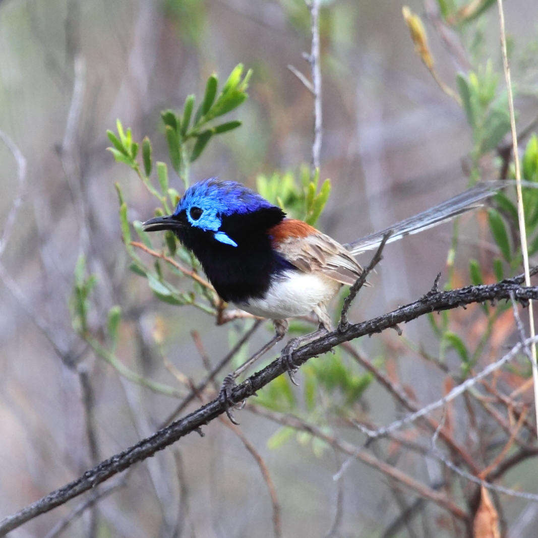 Image of Purple-backed Fairywren