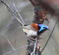 Image of Purple-backed Fairywren