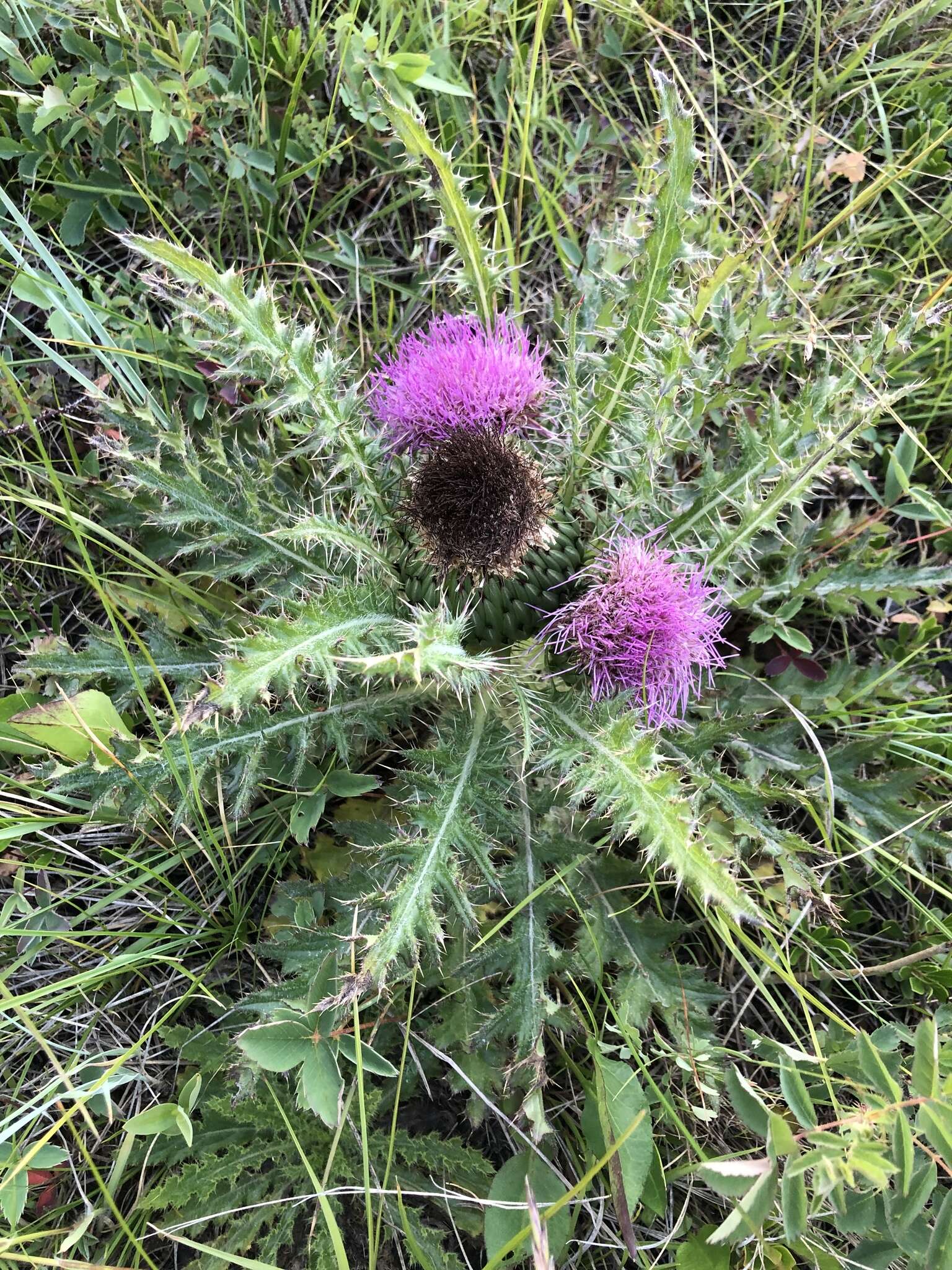 Plancia ëd Cirsium drummondii Torr. & A. Gray