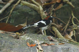 Image of Chestnut-naped Forktail