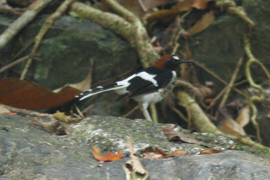 Image of Chestnut-naped Forktail