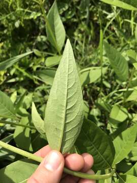 Image of whorled rosinweed