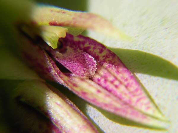 Image of Acianthera pectinata (Lindl.) Pridgeon & M. W. Chase
