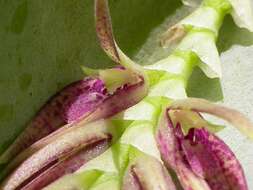 Image of Acianthera pectinata (Lindl.) Pridgeon & M. W. Chase